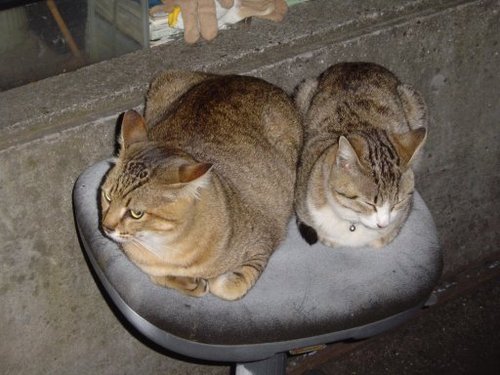 teandt's profile picture. たまに自転車 Zwift勢