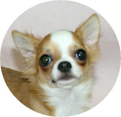 inunosituke's profile picture. ワンちゃんのしつけでお悩みなら