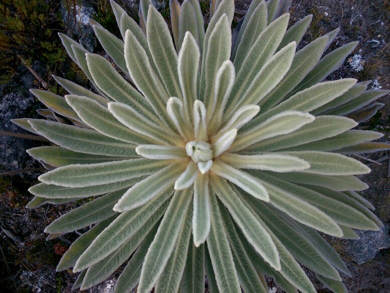 Penarafae's profile picture. 