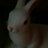 ValkyrieTuTu's profile image