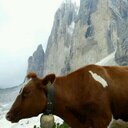 Suzanne Schmitz - @f83c46fd449d460 - Twitter