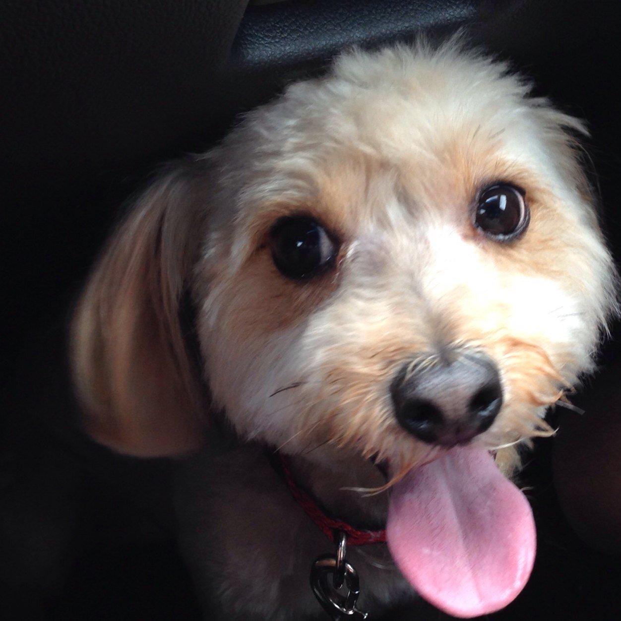 mis_pheebs's profile picture. everything homemade