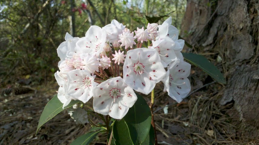 Kalmia Gardens is a 35-acre public garden and historic house open to the public.