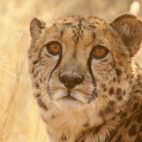 Paul Ginger (@simply9pgs) 's Twitter Profile