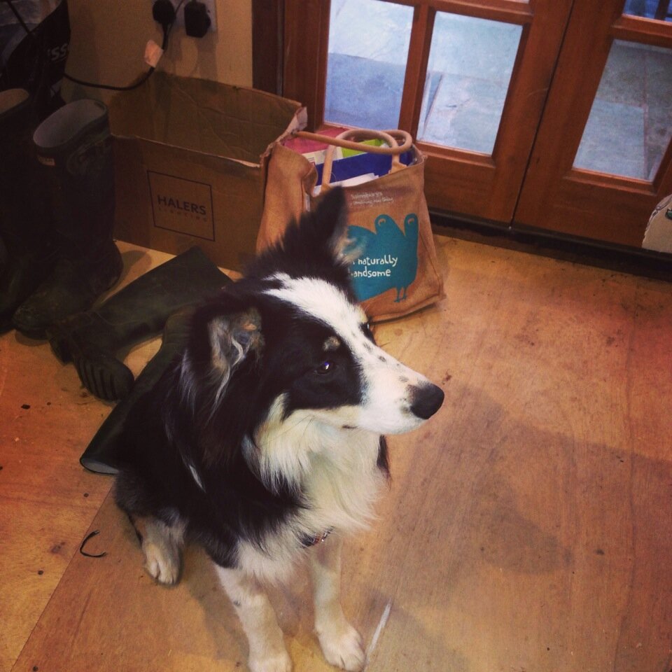 Hi - I am a young Border Collie rescue and have just got new mum & dad. Follow me and see how my life evolves.