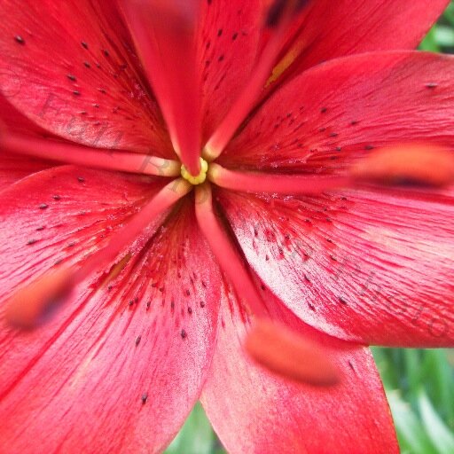 fullblossphoto's profile picture. Offering beautiful imagery embedded within unique gifts!
Hand-crafted greeting cards & bookmarks, hand-crafted fragrant wreaths, custom orders & much more!