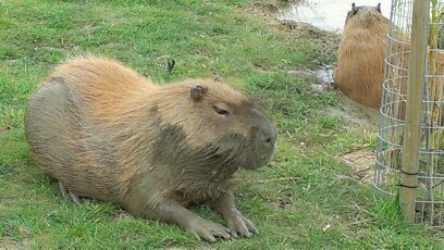 MattyMuso's profile picture. 