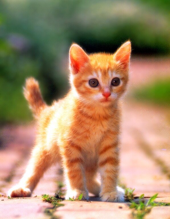 Bella19122168's profile picture. Je suis une lycéenne fan de Chimène, j'ai 15 ans ! Ma passion ce sont les chats ! Ma chouchoute c'est mon chat, elle s'apelle Féfette  et je la kiffe trop !