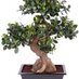 Kunstplanttotaal.nl (@kunstplanten_nl) Twitter profile photo