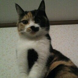 動物大好き 猫様リスペクト🐱 英検準1級 TOEIC 840外資系派遣先で就業中。英作文勉強の為ポスト中(ネタ切れ気味💦) 😷大嫌い💢害国人の侵略から日本を守りたい💪Absolutely against vax/mask mandate!