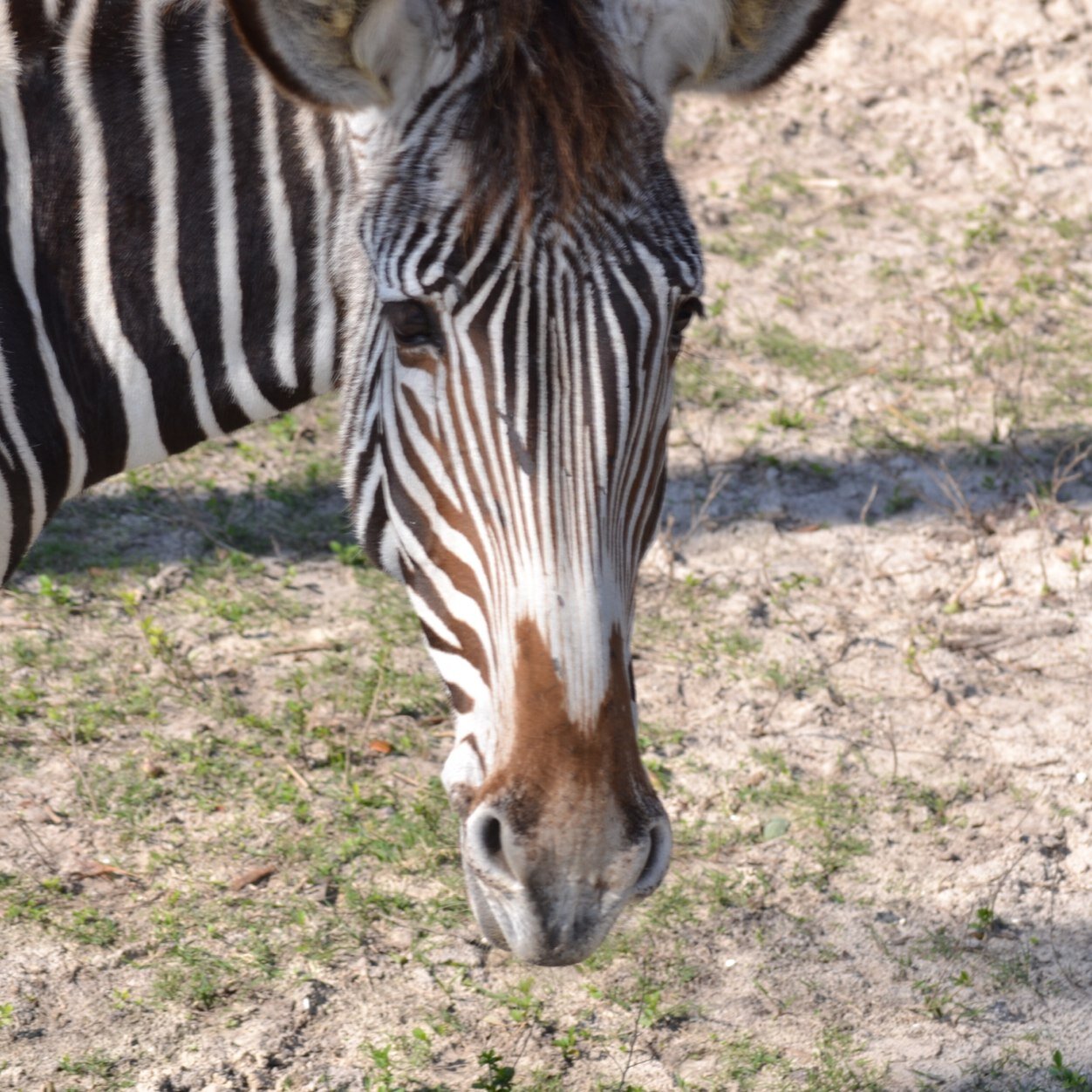 Zebra914's profile picture. 