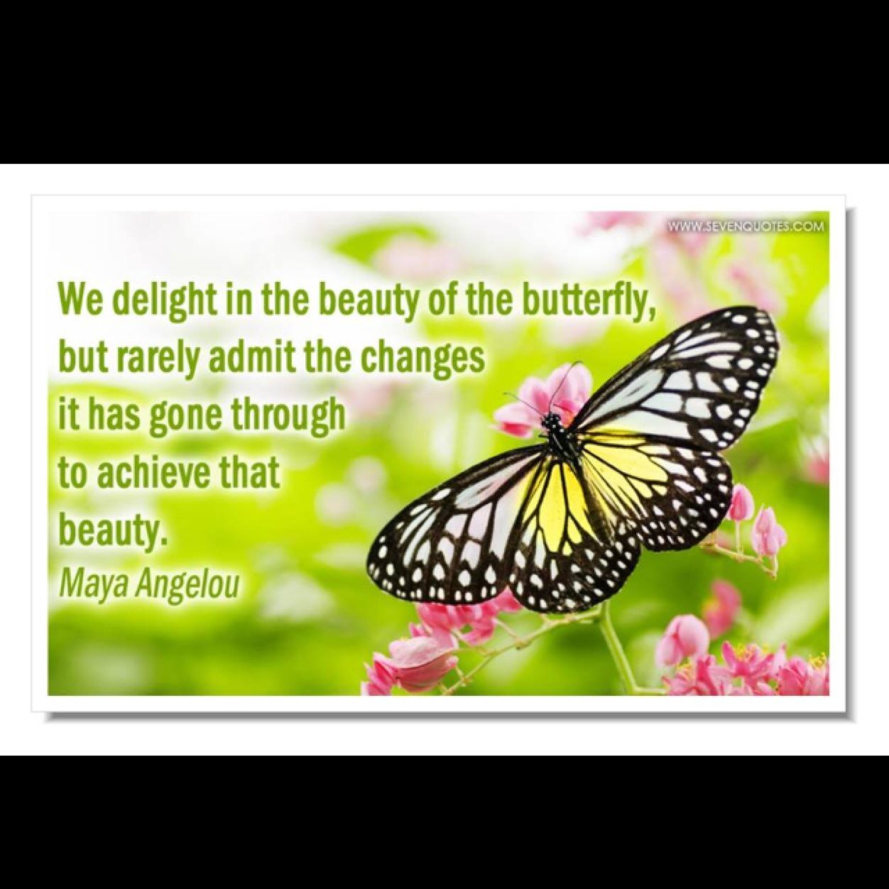 Mopsie62's profile picture. I love all....