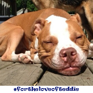 braj146's profile picture. They say all men are dog. In that case, I'm the untrained one. Hopelessly optimistic.