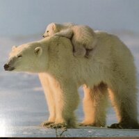 Sharon (@benshar1234) 's Twitter Profile