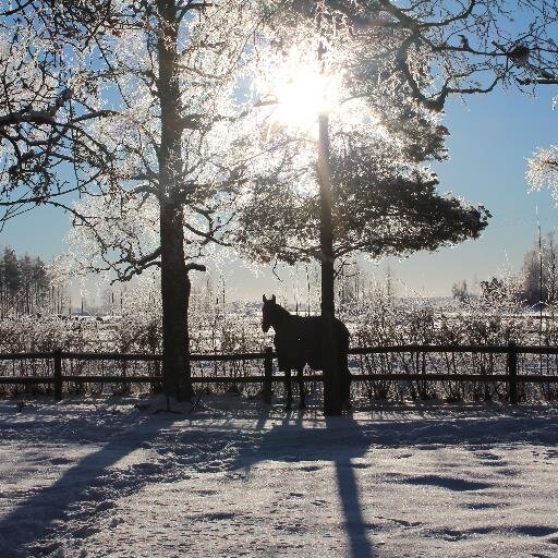 micke_selin's profile picture. trav, hästar och våra barn!