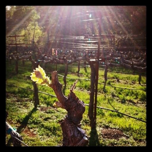 Lives on Howell Mountain, muses about Howell Mountain & the wine industry in general. Occasionally changes the subject to beer...
