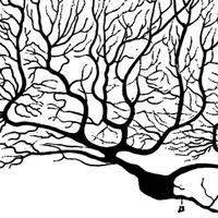 Neurology Trainees (@abntrainees) 's Twitter Profile