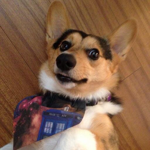 Just a corgi girl living in a lonely world