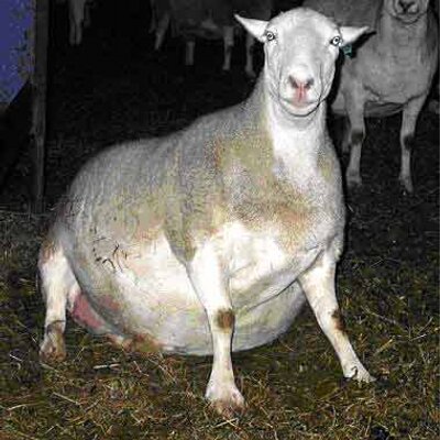 bloated goats