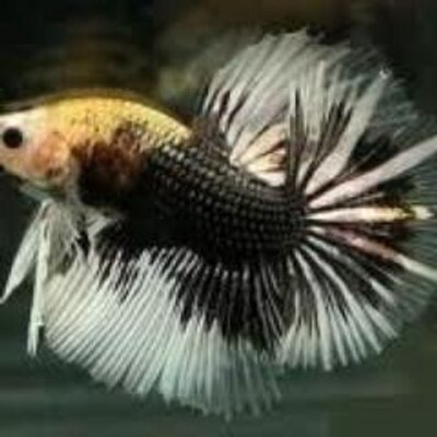 Ikan Cupang Halfmoon Ikancupang55 Twitter