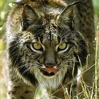 Dave G (@entre2tierras) 's Twitter Profile