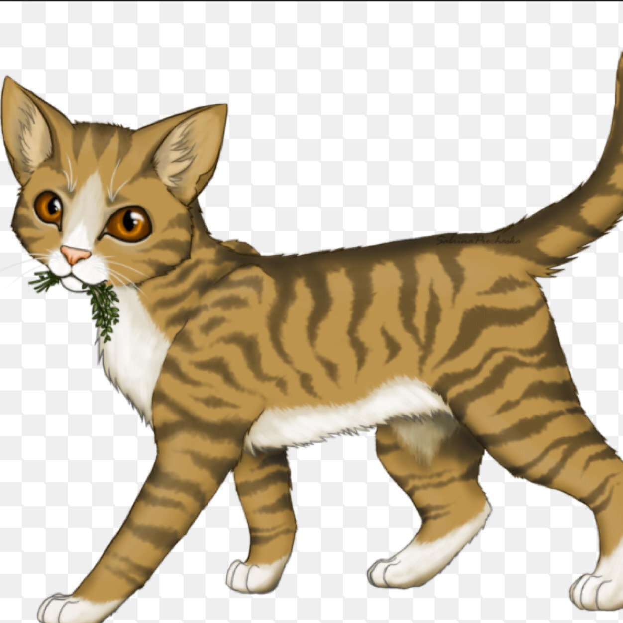 A light brown she cat with white paws (clan: Forgottenclan) (mate:Ashtail) #shy (reincarnated from shadowbreeze)