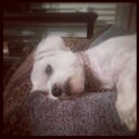 Will Mejia - @gizmoteddy4life - Twitter