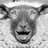 AFsheep's profile image