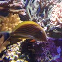 Steve Lytle - @Stappercrab - Twitter