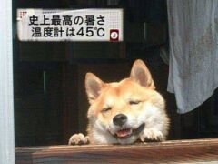 シン海(かい)さんのプロフィール画像