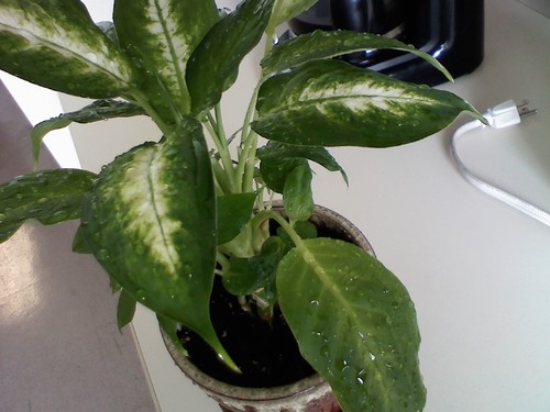 hermantheplant's profile picture. I am a plant. I'm pretty friggin' awesome.