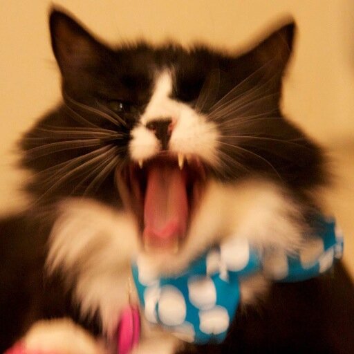 JemimaMeow's profile picture. Meow