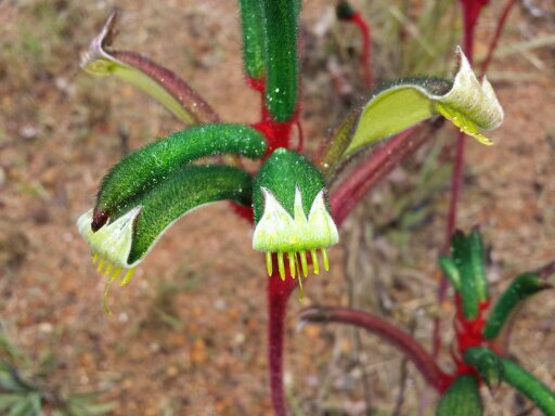 patchofdirt's profile picture. 