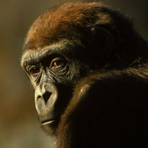 RedCloud4's profile picture. 