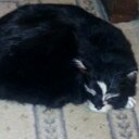 Freddie - @InaHoward - Twitter