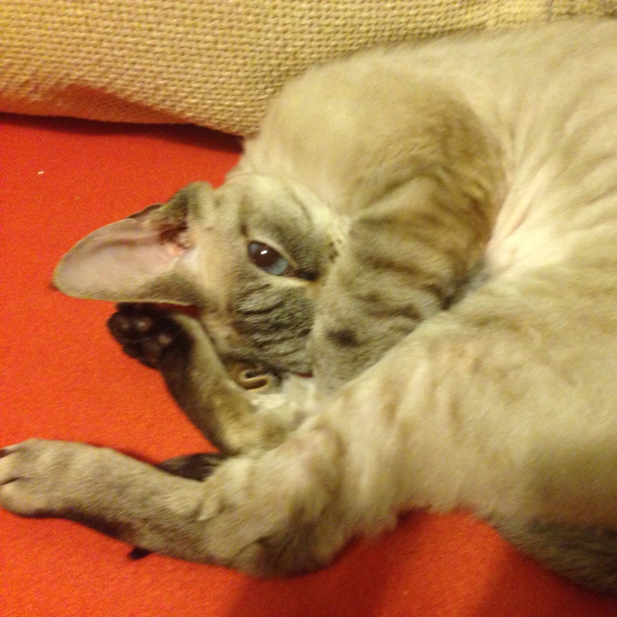 alniyat1's profile picture. 