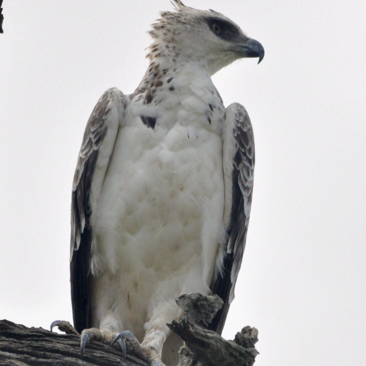 Love Africa and birding. Uganda will be ultimate