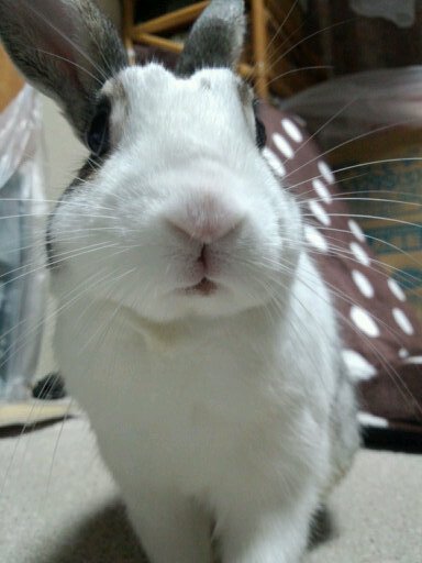 前のデータ消えてもーた。名古屋動物Ｄ13