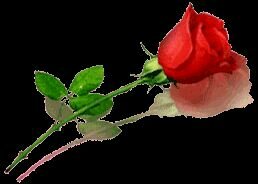 ‏‏‏‏''‏زهره تفتحت على هذه الدنيا بيضاء فقست عليها الأيام فذرفت بدل الدموع دمأ جعلها تحمر''                       ♥♥