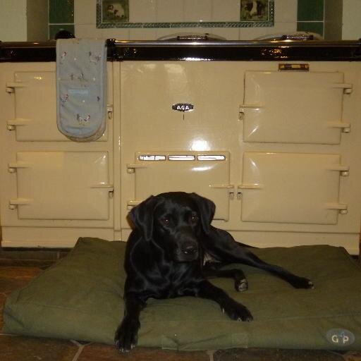 Labrador Rescue Kent rehabilitates and rehomes Labradors in Kent and its borders that have been ill-treated, neglected or whose owners can no longer keep them.