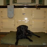 Labrador Rescue Kent (@labrescuekent) 's Twitter Profile