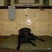 Labrador Rescue Kent (@labrescuekent) Twitter profile photo Labrador Rescue Kent (@labrescuekent) Twitter profile photo
