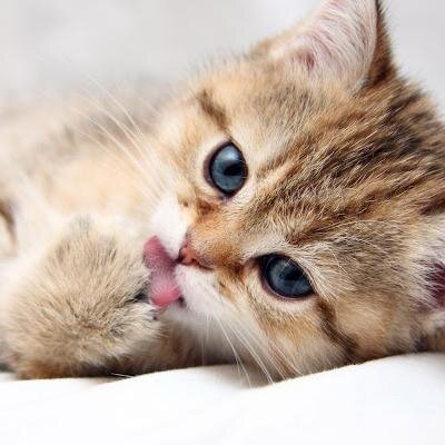 Documentaries, photos and stories about cats.