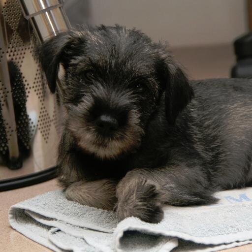 Schnauzer standard salt & pepper. My name is Boira. Born 08/20 2012