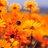 PranayPTewari's profile image