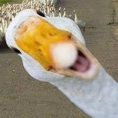 UnHamptons's profile picture. North Fork