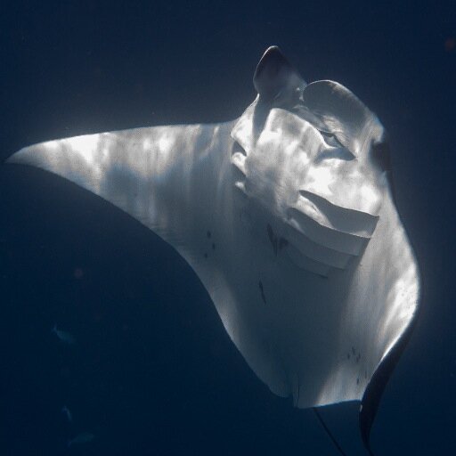 Info@scuba-divers.nl