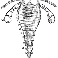 Steven J. Wamback (@eurypterus) 's Twitter Profile