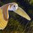 kojib809's profile image