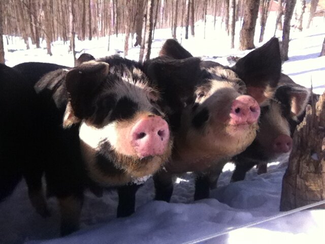 CheesePigVT's profile picture. Spring Brook Farm. Home of Farms for City Kids. Whey fed, pastured Berkshires, maple syrup & cheeses: Tarentaise & Reading Raclette. tweets by @edreposa